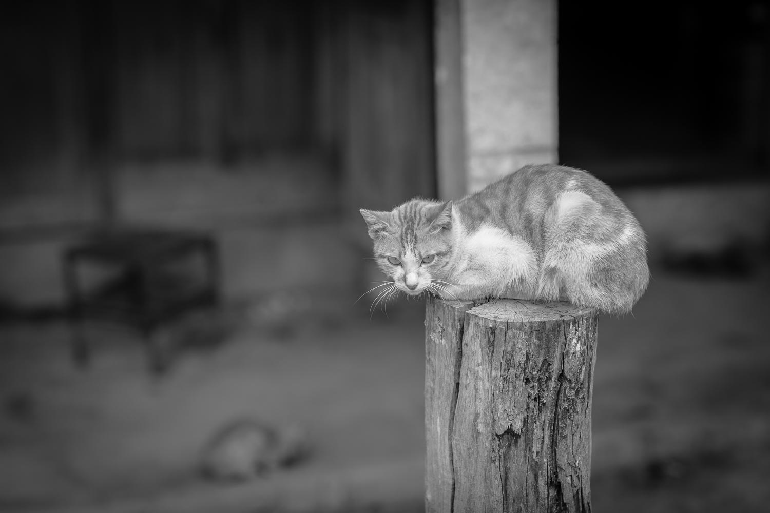 lao cats sitting tree stump street photography