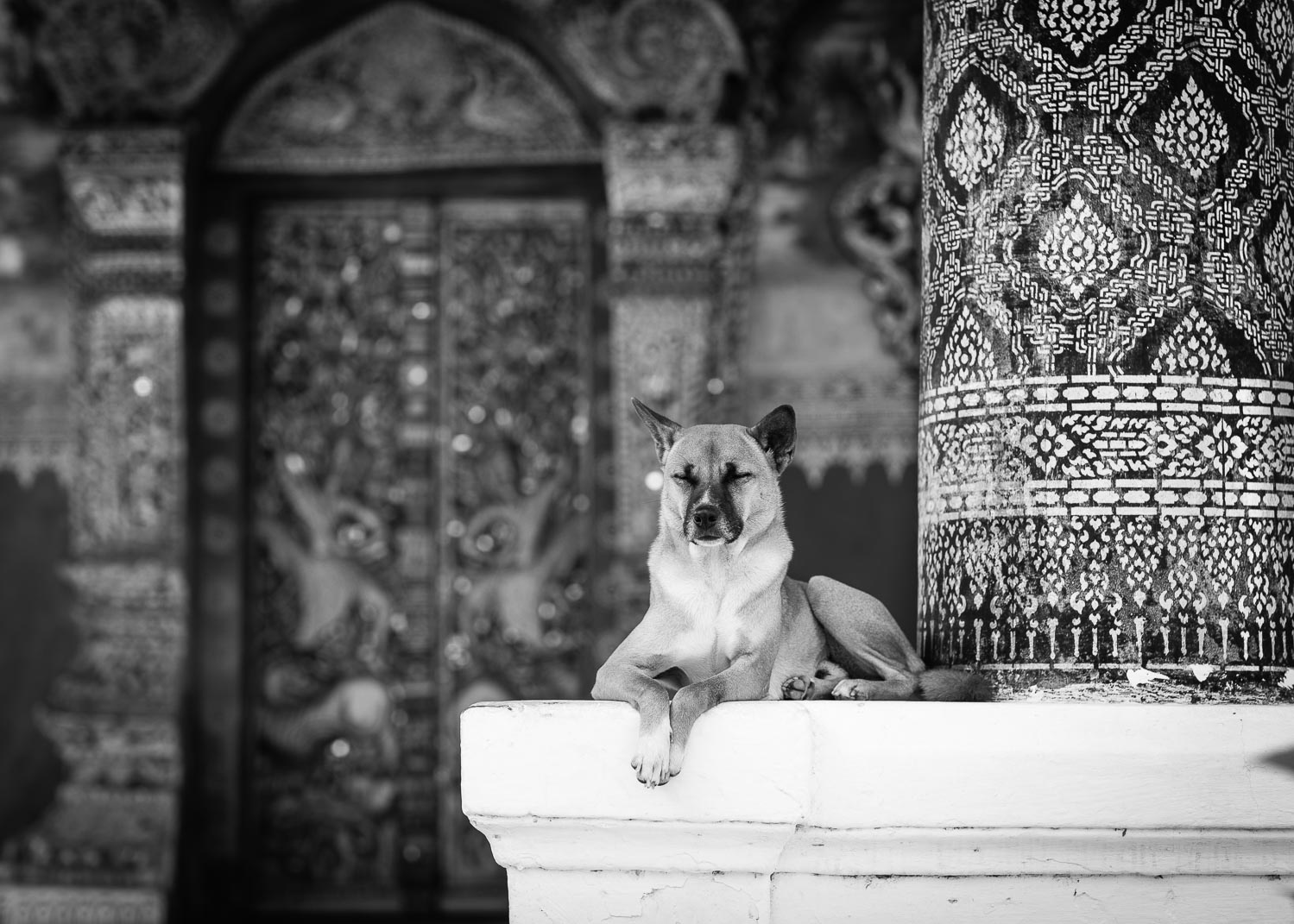 luang prabang temple dog