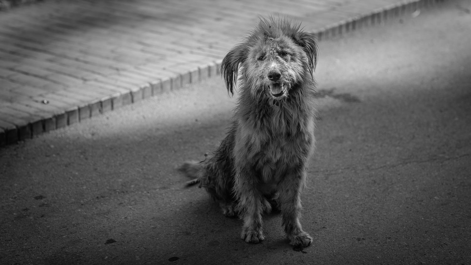 luang prabang stray dog street