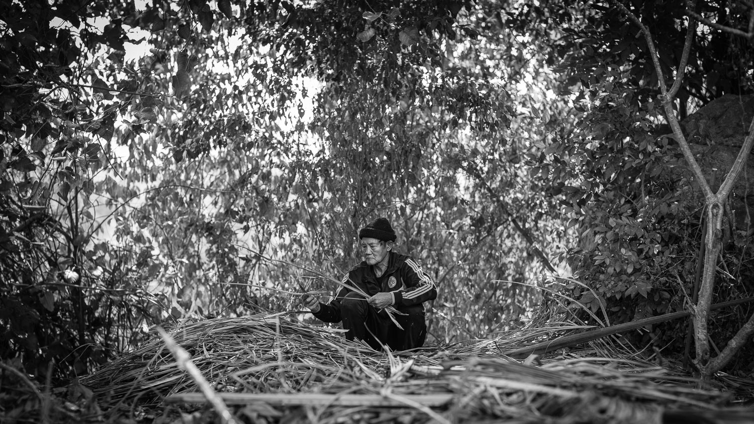 luang prabang man gathering sticks